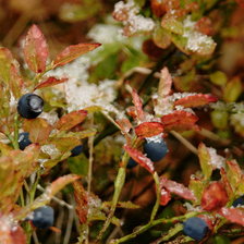 Схема вышивки «Черника под снегом»