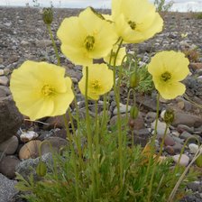 Схема вышивки «Полярные маки»