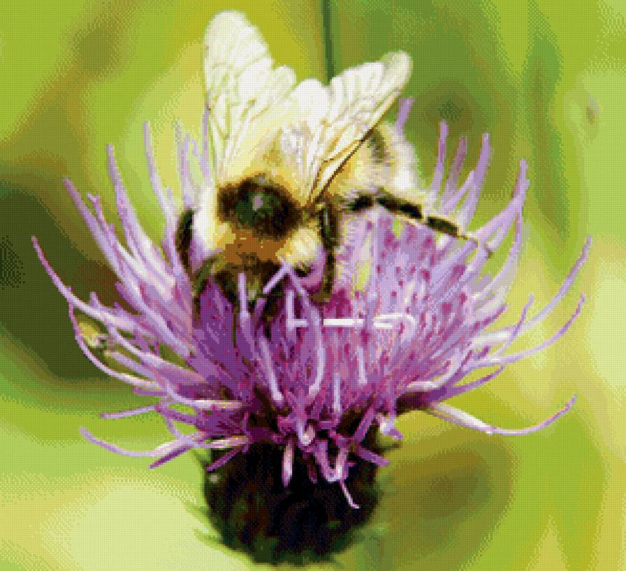 Пчелка - лето, чертополох, пчела - предпросмотр