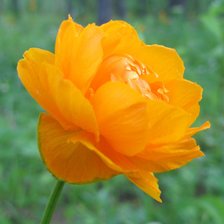 Схема вышивки «Жарочек»