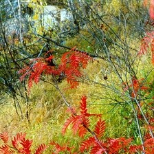 Схема вышивки «Рябина»