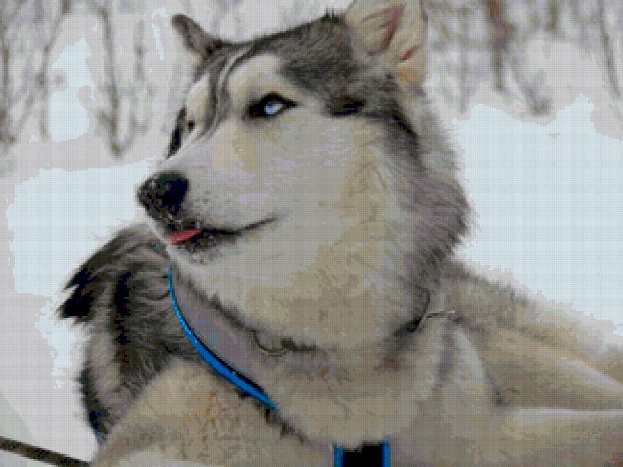 Хаски - собака, тундра, снег - предпросмотр