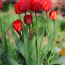 Тюльпаны
