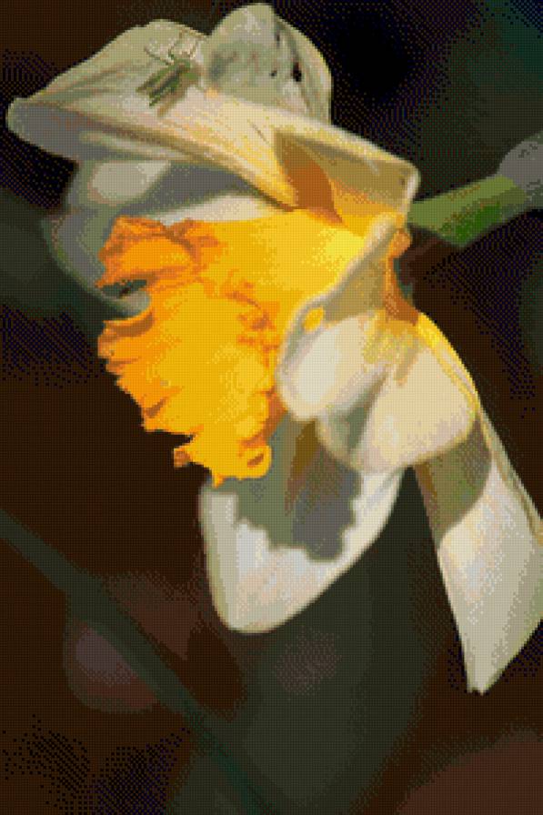 Нарцисс - цветок - предпросмотр