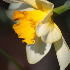 Схема вышивки «Нарцисс»