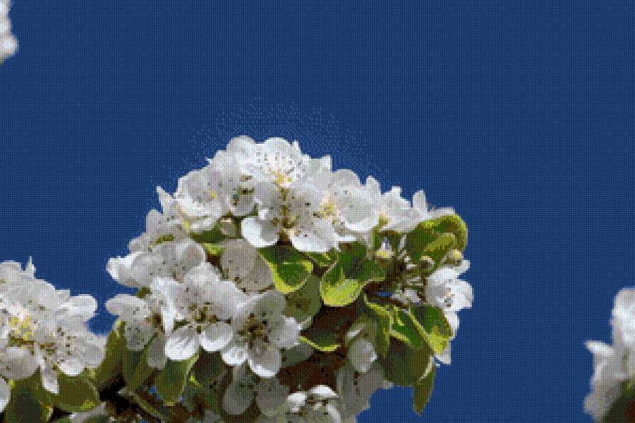 Черешня - черешня, весна, цветение - предпросмотр