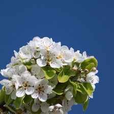 Схема вышивки «Черешня»