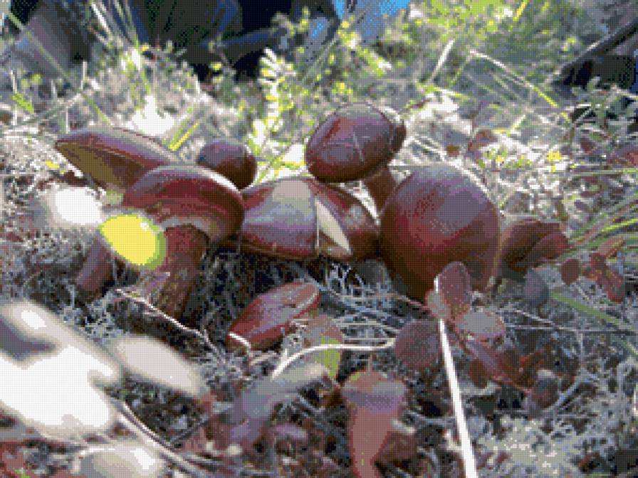 Маслята - грибы - предпросмотр