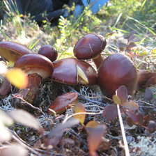 Схема вышивки «Маслята»