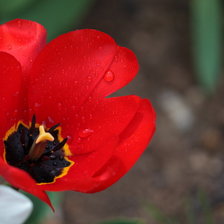 Схема вышивки «Тюльпан»