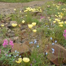 Схема вышивки «Среди камней»