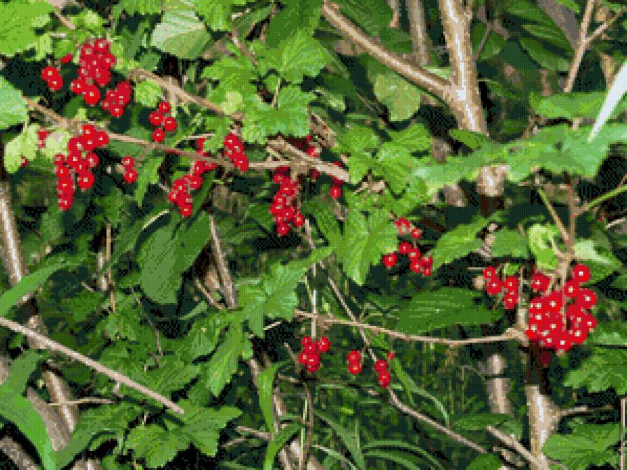 Смородина - лето, ягоды, тундра, смородина - предпросмотр