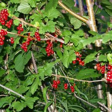 Схема вышивки «Смородина»