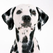 Схема вышивки «Далматинец»