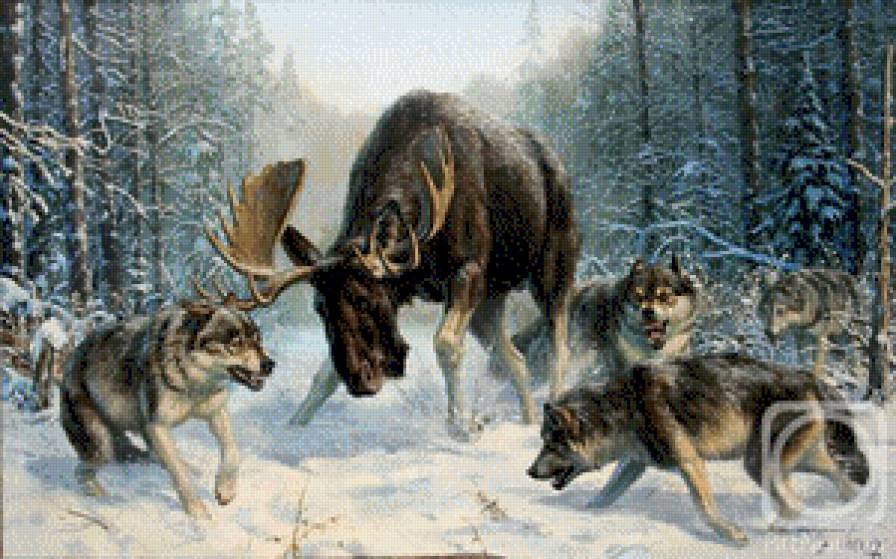 Охота волков - зима, волки, природа, лось, снег - предпросмотр