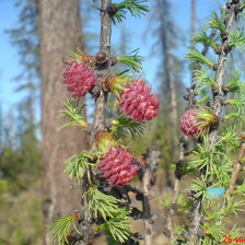 Схема вышивки «Цветение листвинницы.»