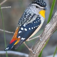 Схема вышивки «Pardalotus punctatus, птица»