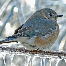 Схема вышивки «птица на ледяной ветке»