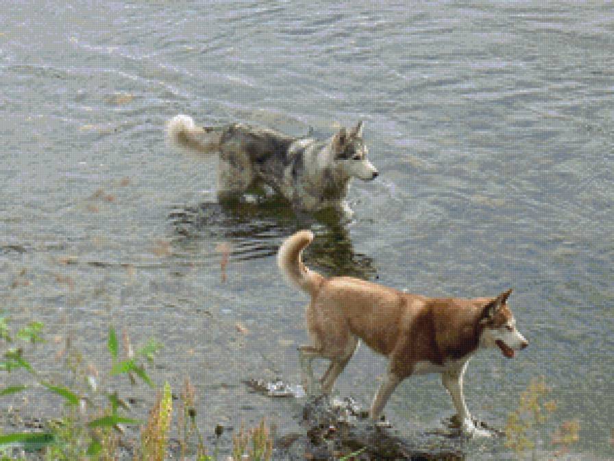 2 хаски - собаки, хаски, река - предпросмотр