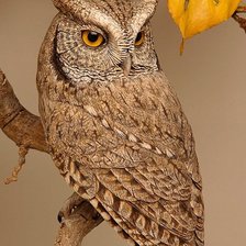 коричневый филин