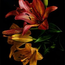 Схема вышивки «лилии»