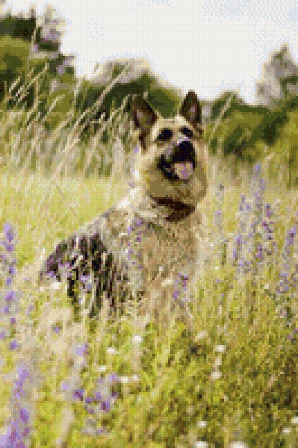 Валькирия на прогулке - собака, цветы, овчарка, поле - предпросмотр