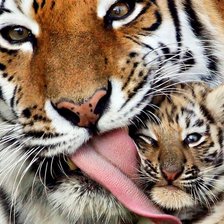 Схема вышивки «тигр»