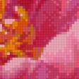 Предпросмотр схемы вышивки «пион» (№1028884)