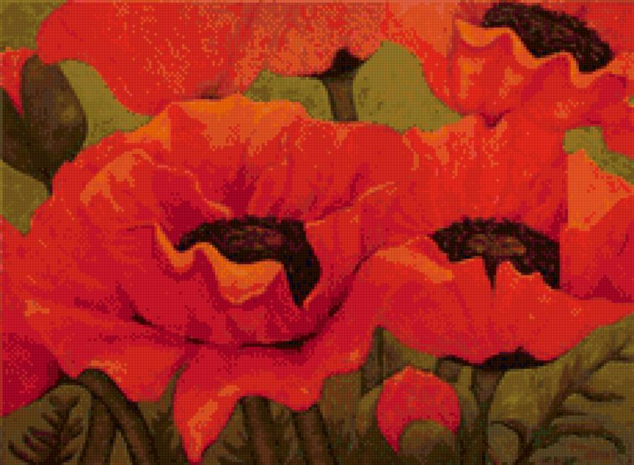 маки - предпросмотр