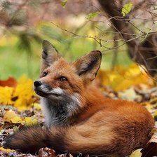 Схема вышивки «Лисичка»