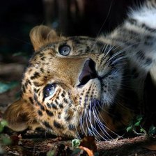 Схема вышивки «кися»