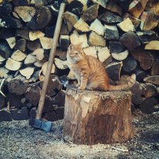 Схема вышивки «Котик»