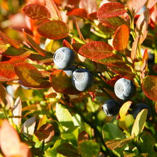 Схема вышивки «Черника»