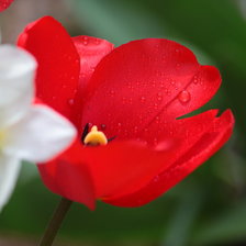 Схема вышивки «Цветы 2»