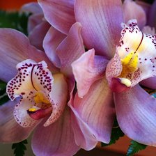 Схема вышивки «Орхидея»