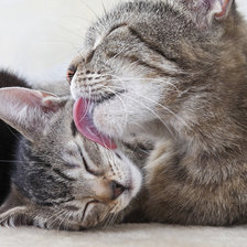 Схема вышивки «Котятки»