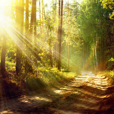 Схема вышивки «Лес»