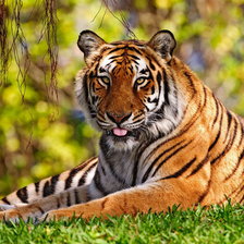 Схема вышивки «Тигр»