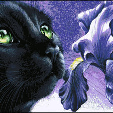 Схема вышивки «черный кот и ирис»