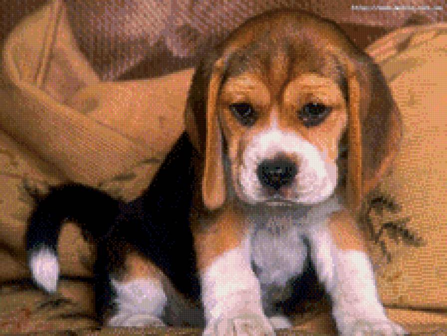 Маленький бигль - щенки, собаки - предпросмотр