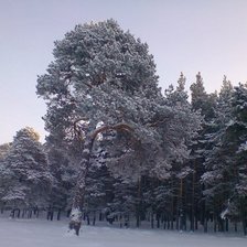 Схема вышивки «Зимний лес»
