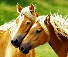 Схема вышивки «Лошади»