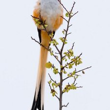 Схема вышивки «длиннохвостый королевский тиранн»