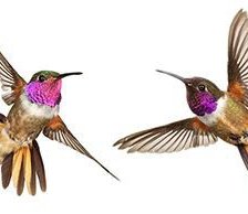 Схема вышивки «колибри»