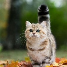 Схема вышивки «№1031096»