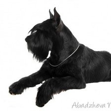 Схема вышивки «Ризеншнауцер»