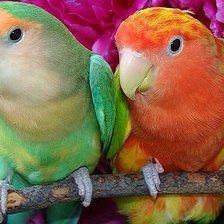 Схема вышивки «Неразлучники»