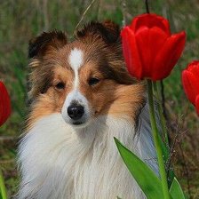 Схема вышивки «Малыш Шелти»