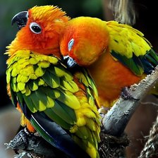 Схема вышивки «Птички»