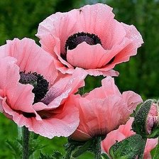 Схема вышивки «розовые маки»